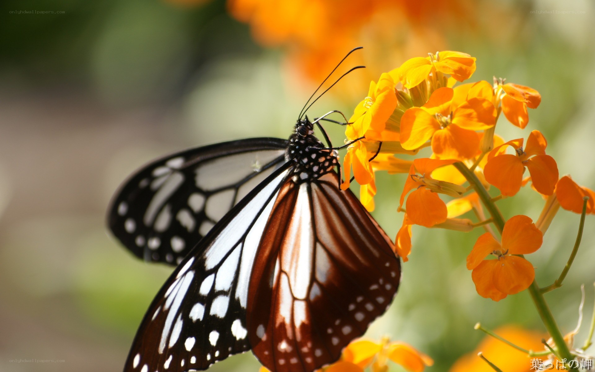 Butterfly on orange flowers