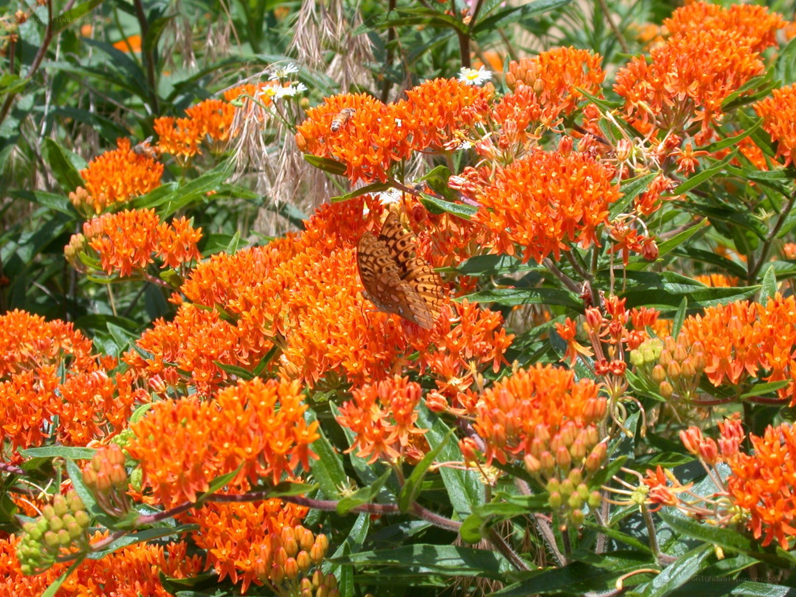Butterfly on orange flowers