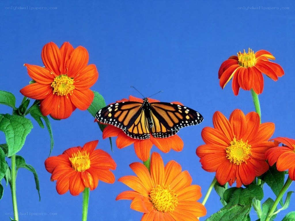 butterfly on orange flowers