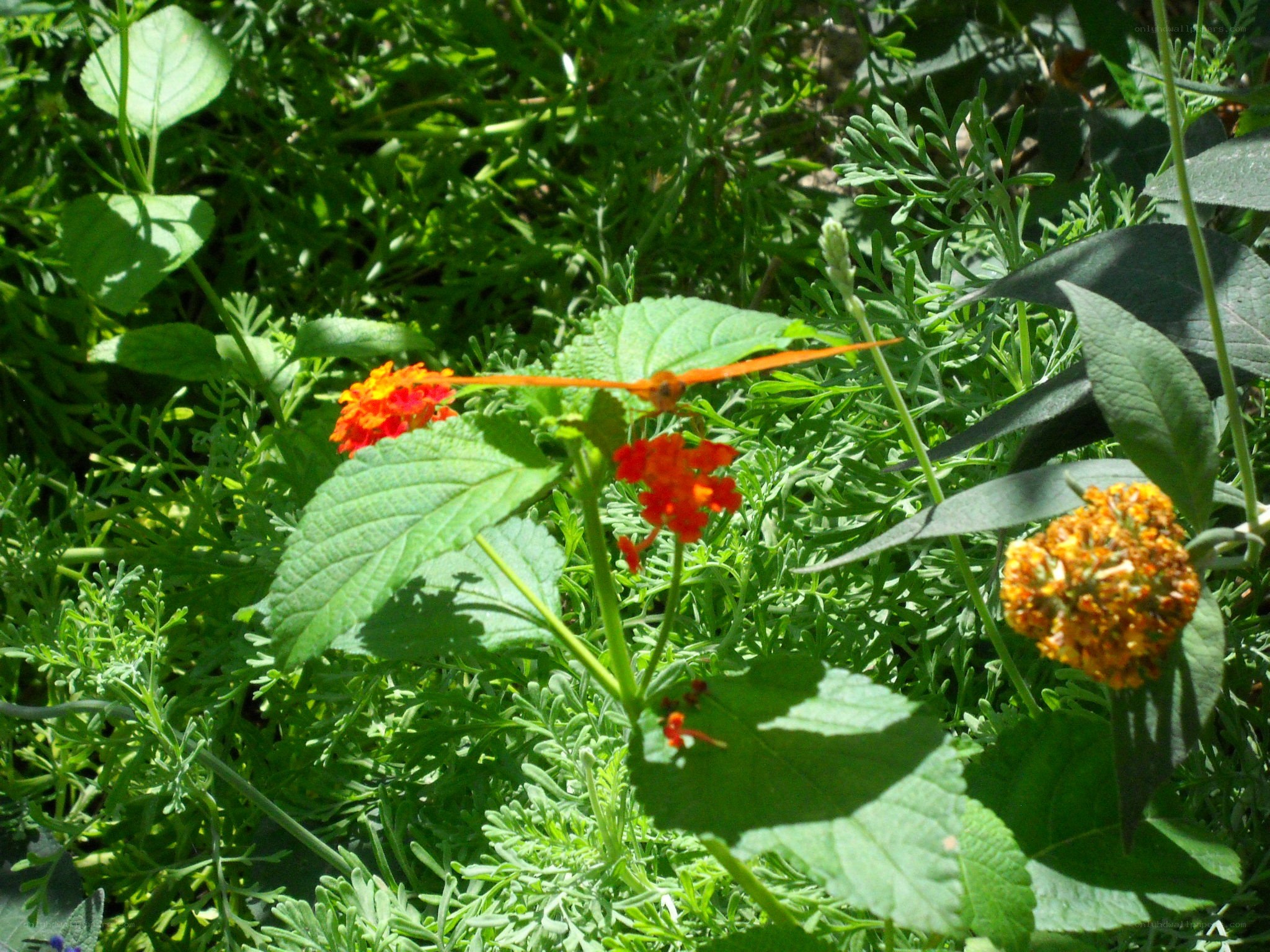 butterfly on orange flowers