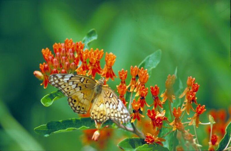 Butterfly on Orange Flowers — Calm