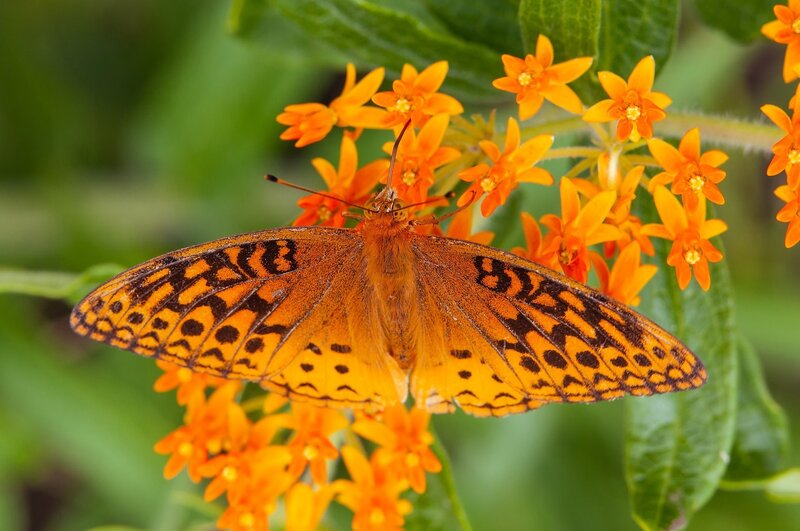 Butterfly on Orange Flowers — Natural, Summer