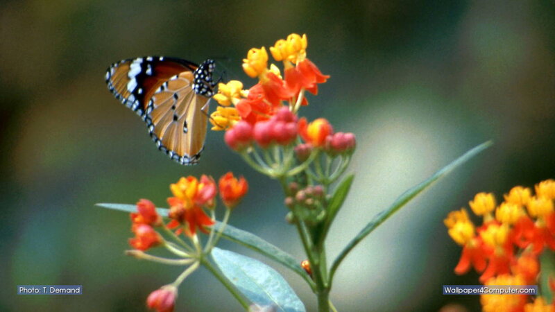 Butterfly on Orange Flowers — Serene, Afternoon