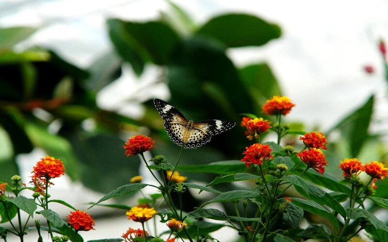 Butterfly on Orange Flowers — Serene, Photograph