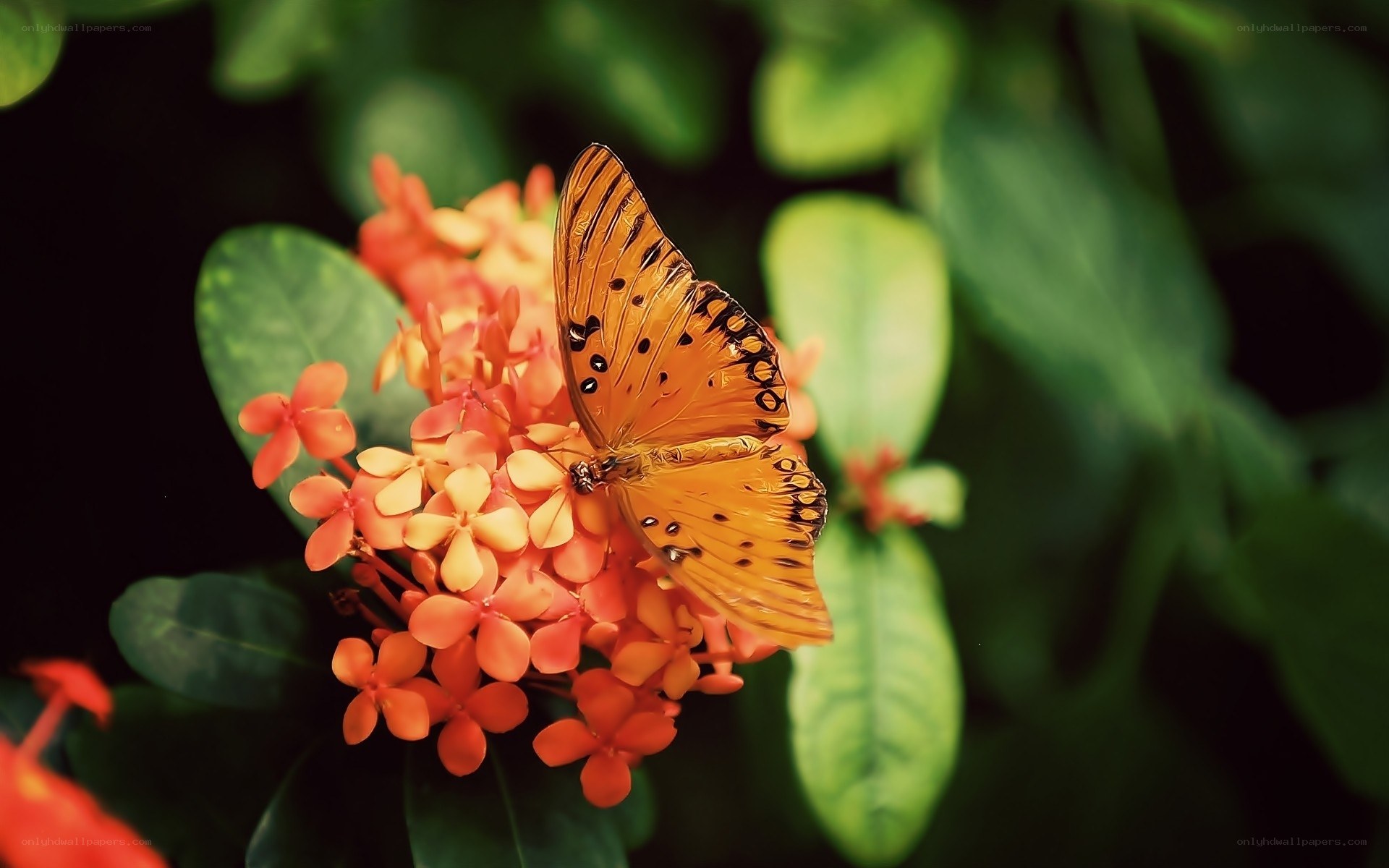 butterfly on orange flowers
