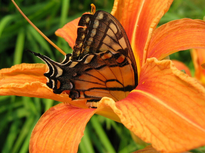 butterfly on orange lily