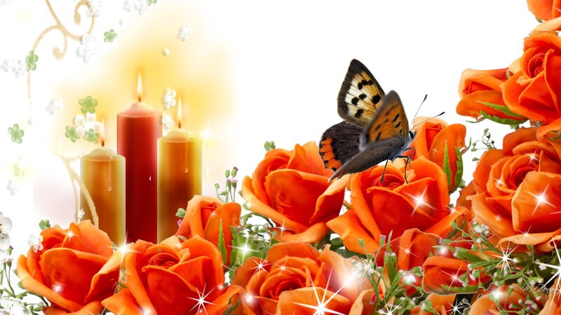 Butterfly on Orange Roses
