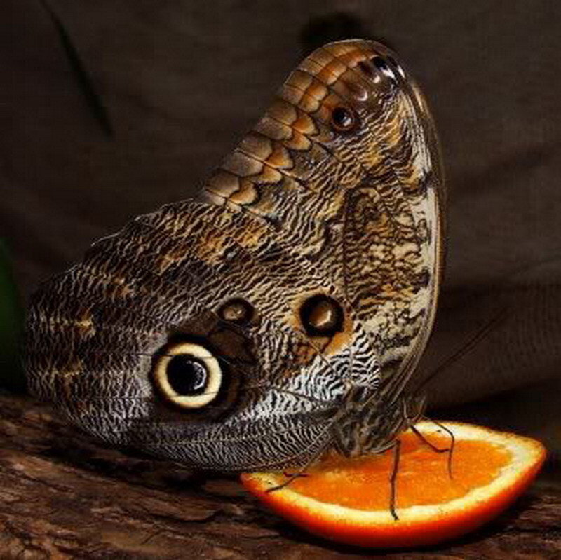 Butterfly on orange slice