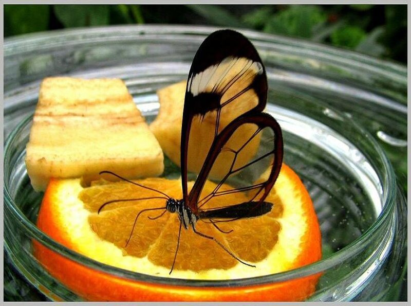 Butterfly on orange slice
