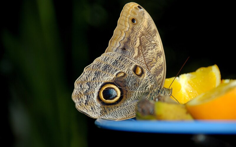 Butterfly on Orange Slice — Brown