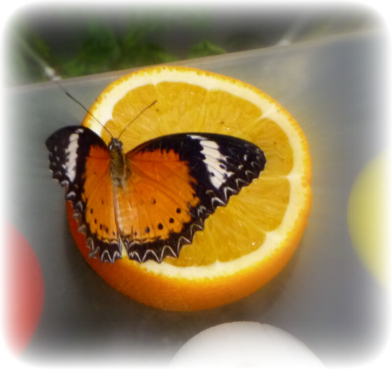 Butterfly on Orange Slice — Calm