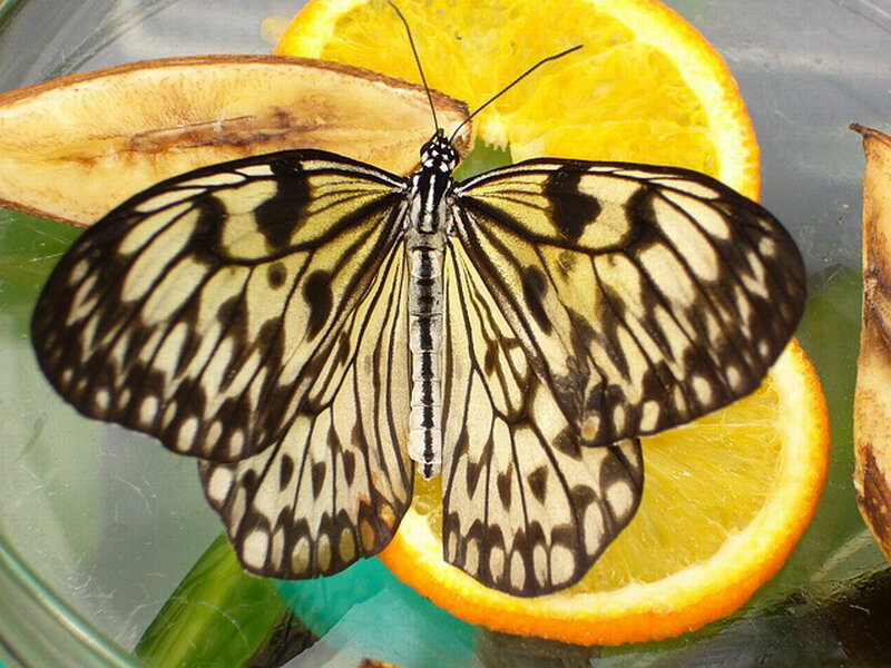 Butterfly on Orange Slice — Yellow, Calm