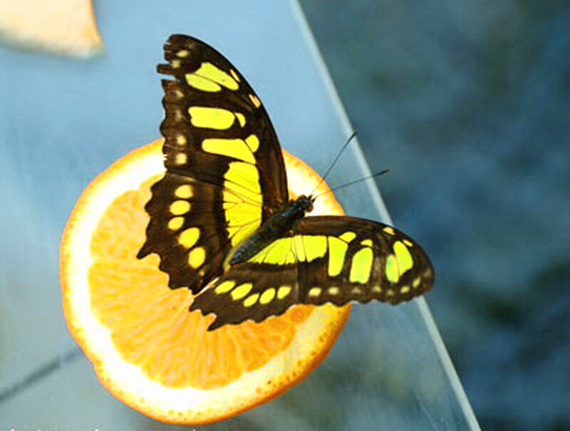 Butterfly on Orange Slice — Yellow