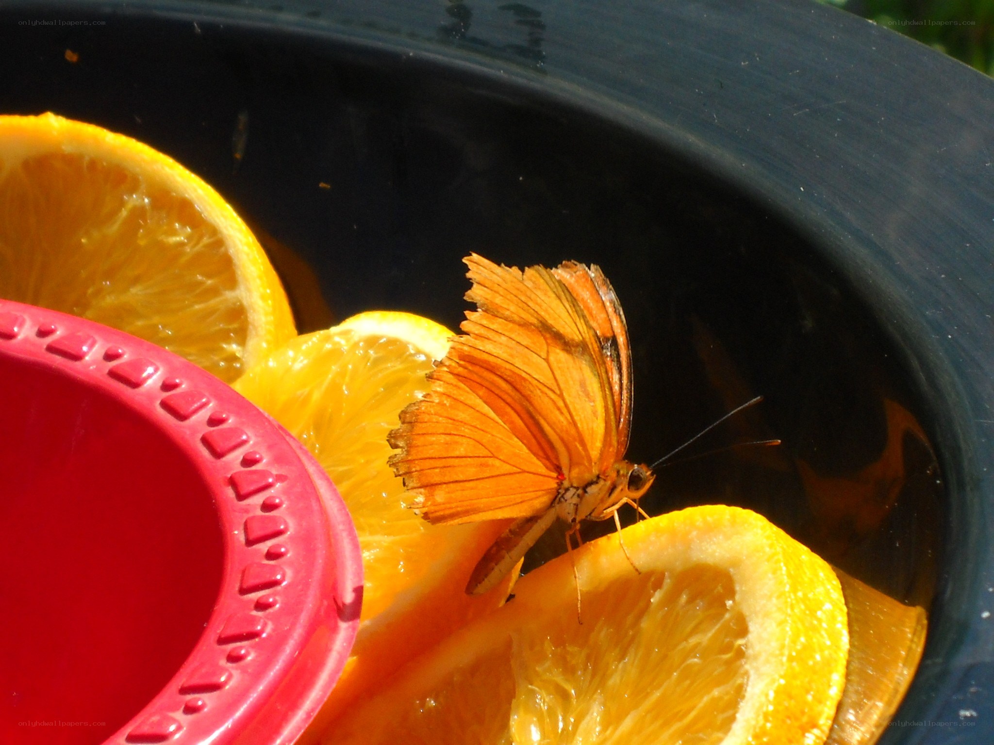butterfly on orange slices