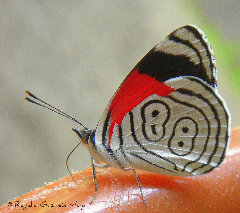 Butterfly on Orange Surface