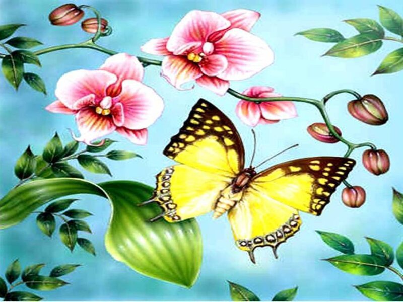 butterfly on orchid flowers