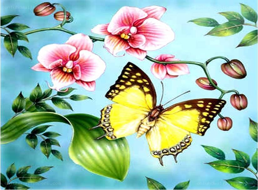 butterfly on orchid flowers