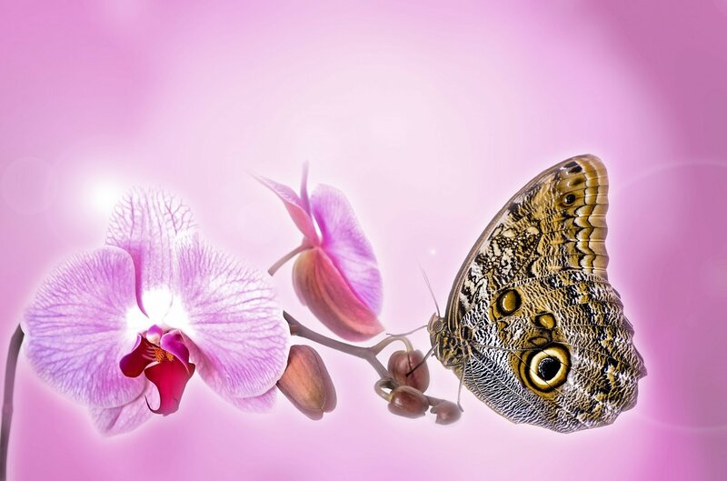 Butterfly on Orchid — Pink, Serene