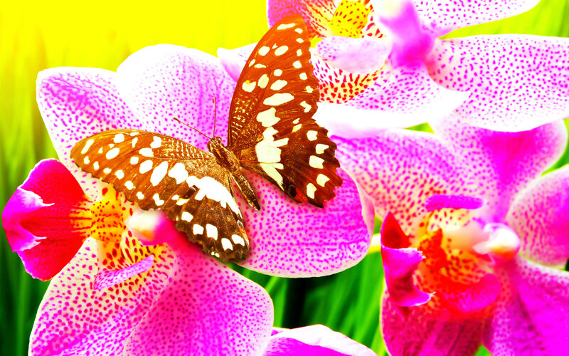 Butterfly on Orchid — Pink