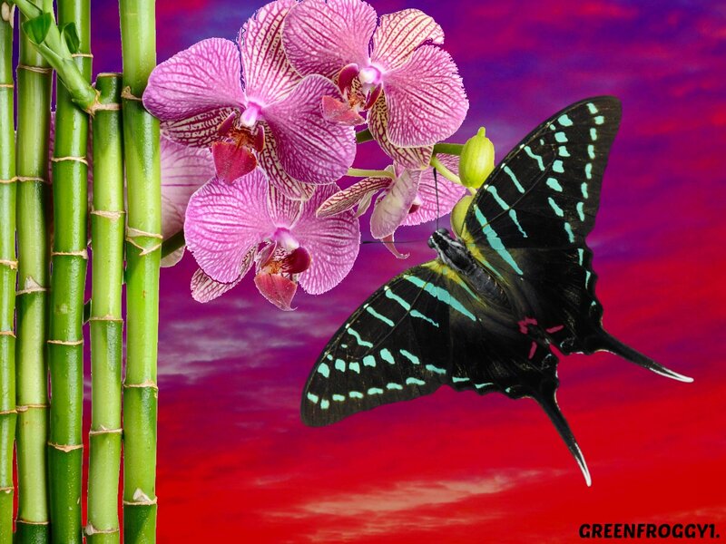 Butterfly on Orchid — Red