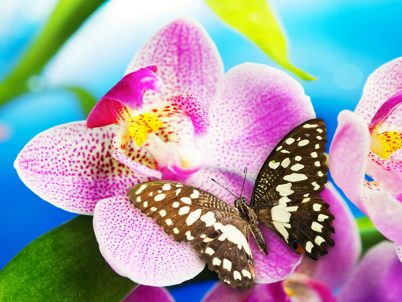 Butterfly on Orchid