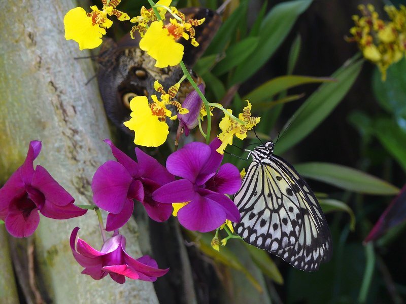 Butterfly on Orchids