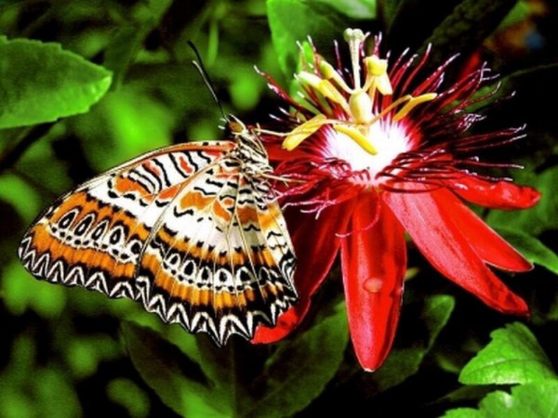 Butterfly on Passionflower