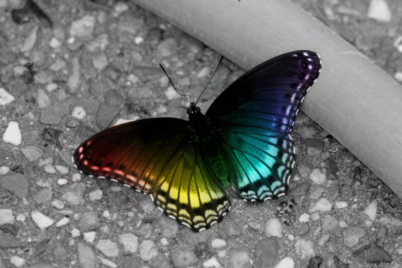 Butterfly on Pavement — Black