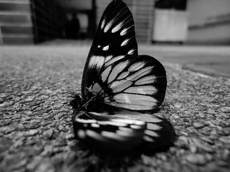 Butterfly on Pavement