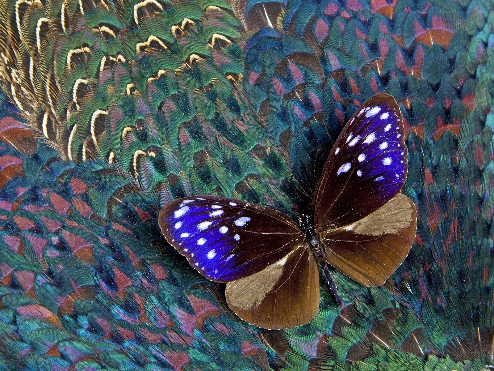 butterfly on peacock feathers
