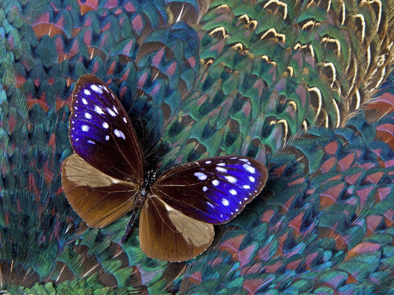 butterfly on peacock feathers