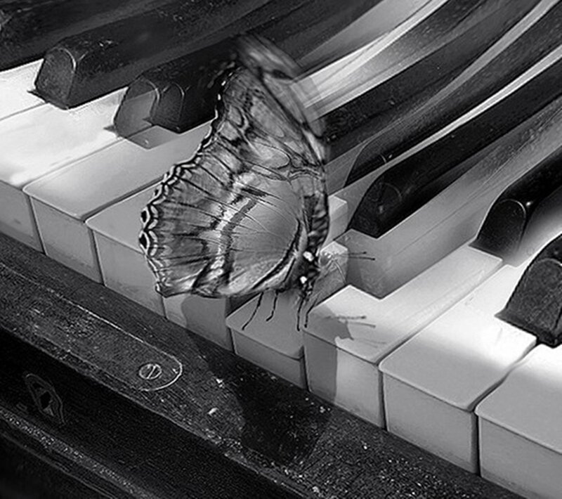 Butterfly on Piano Keys