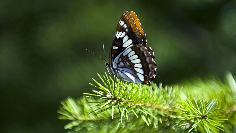 Butterfly on Pine Branch — Green, Serene, Afternoon