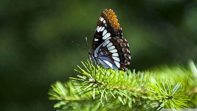 Butterfly on Pine Branch — Green