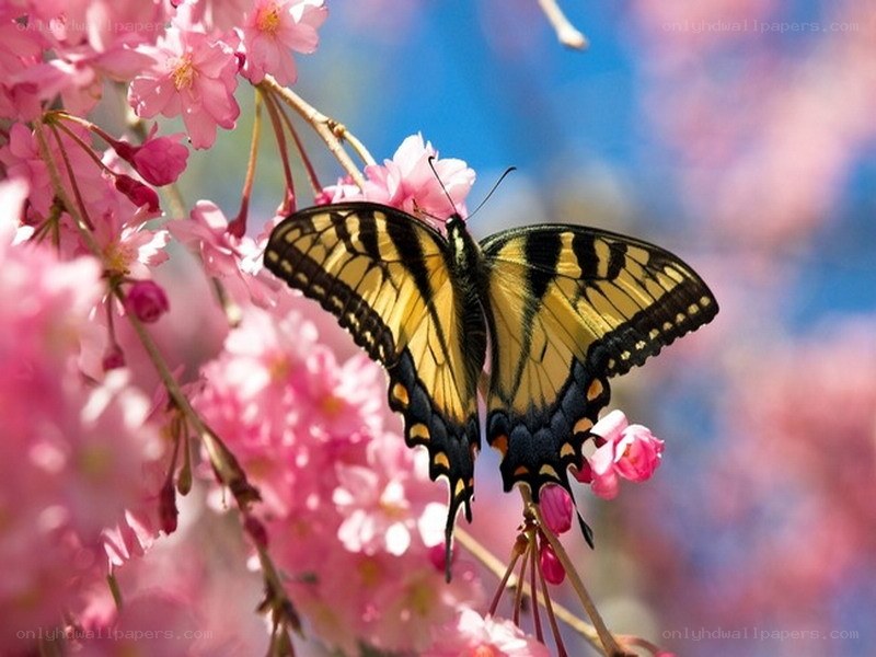 butterfly on pink blossoms