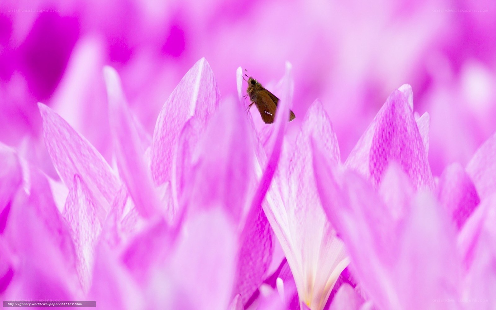 butterfly on pink flower