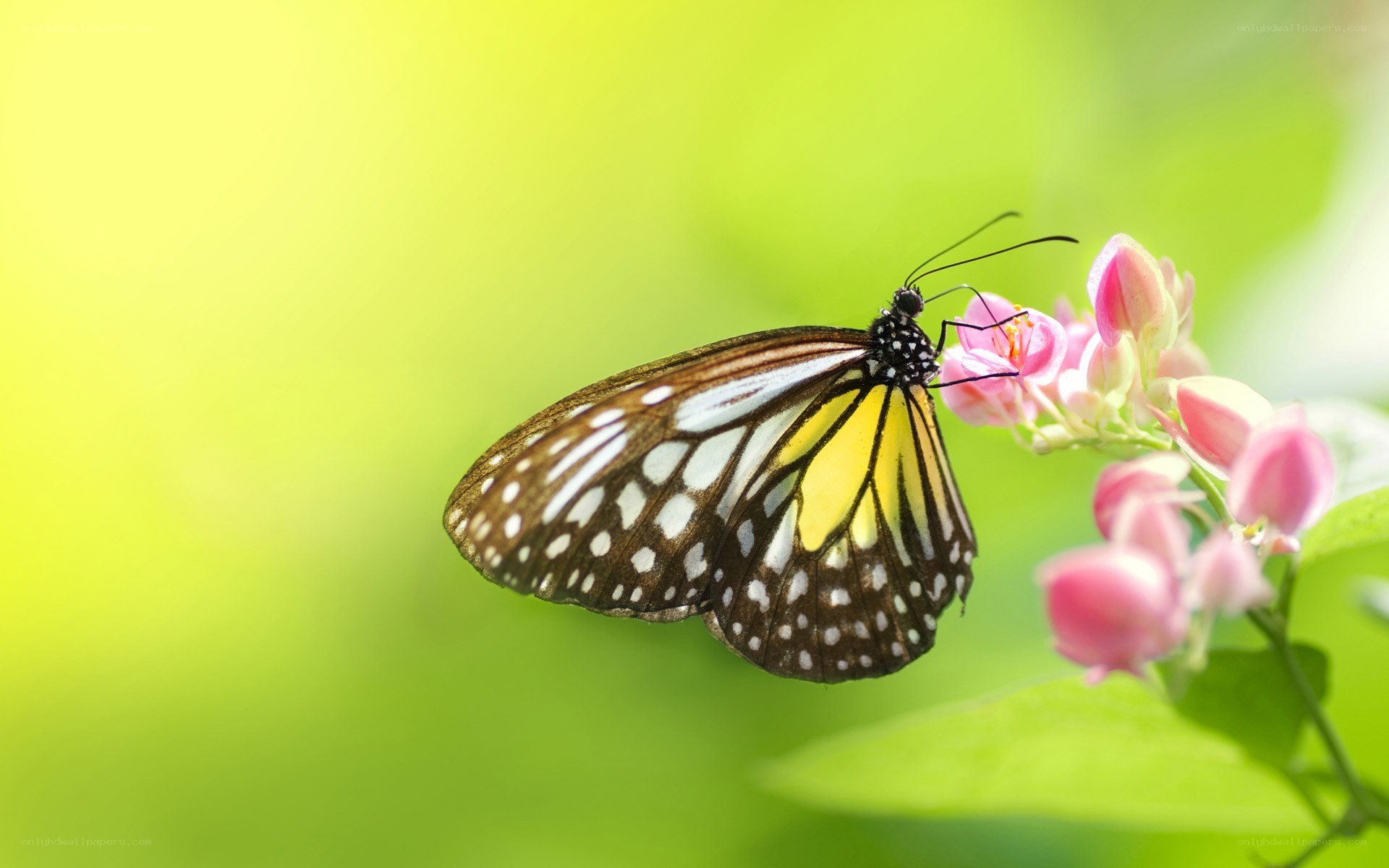 Butterfly on pink flower