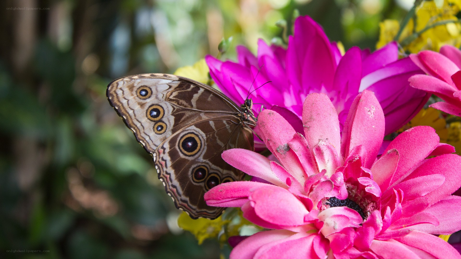 Butterfly on pink flower