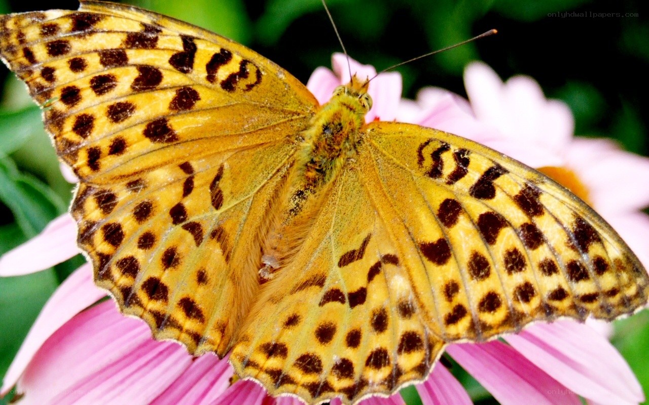 butterfly on pink flower