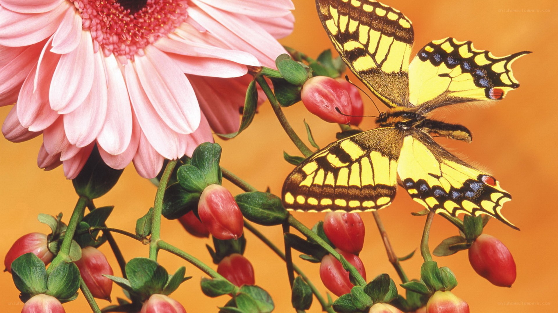 butterfly on pink flower