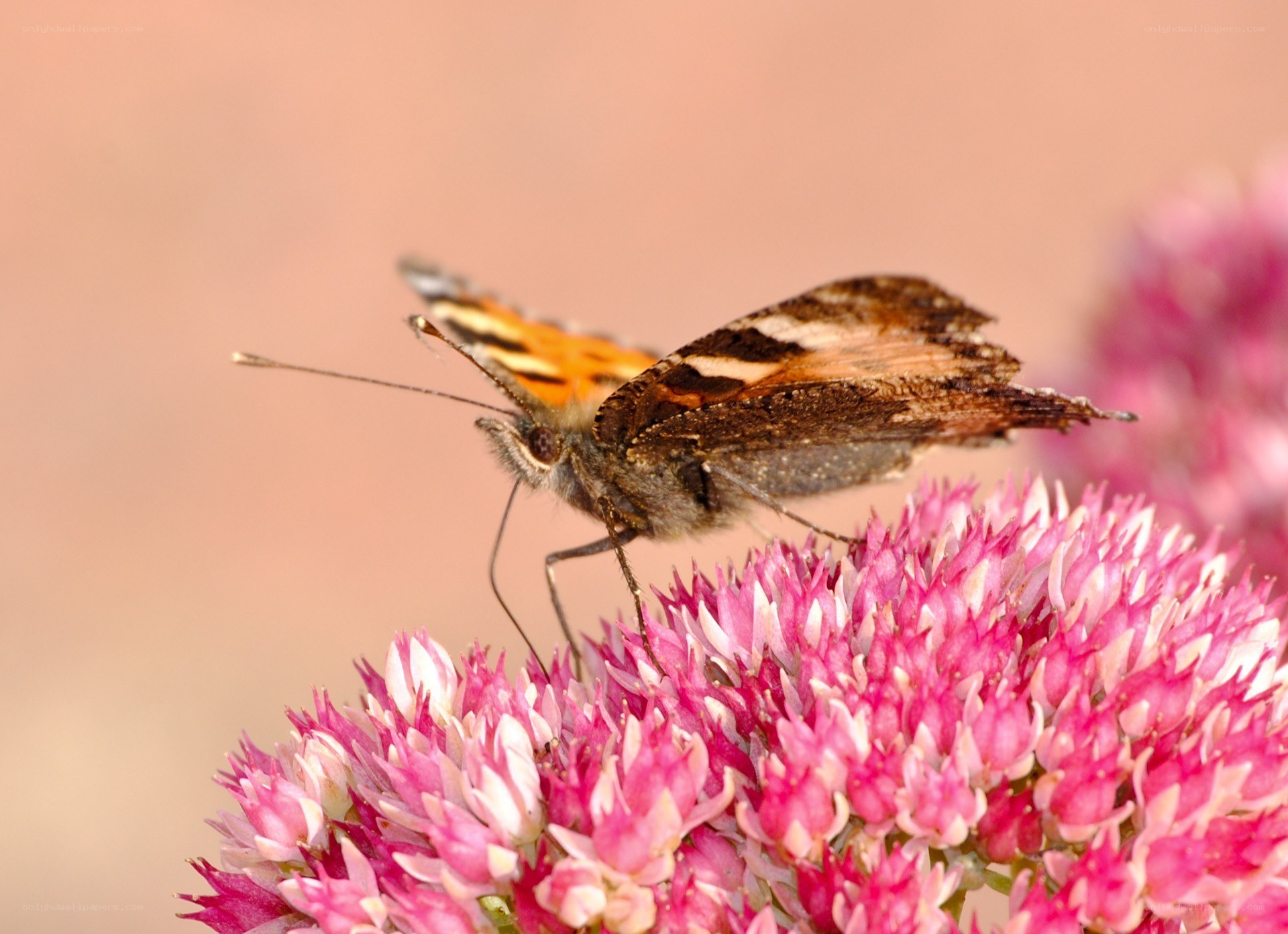 butterfly on pink flower