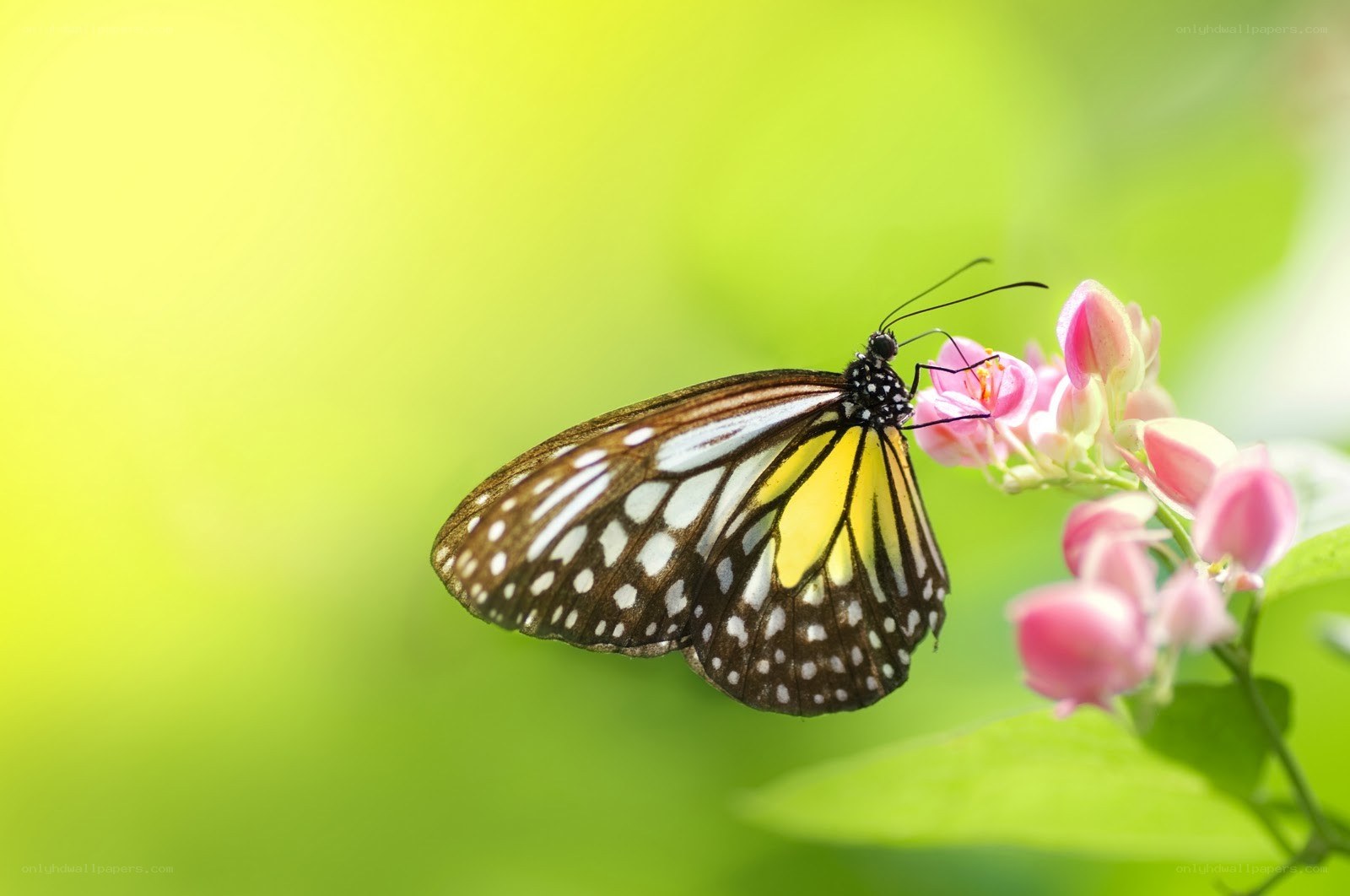 Butterfly on pink flower