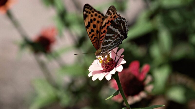 butterfly on pink flower