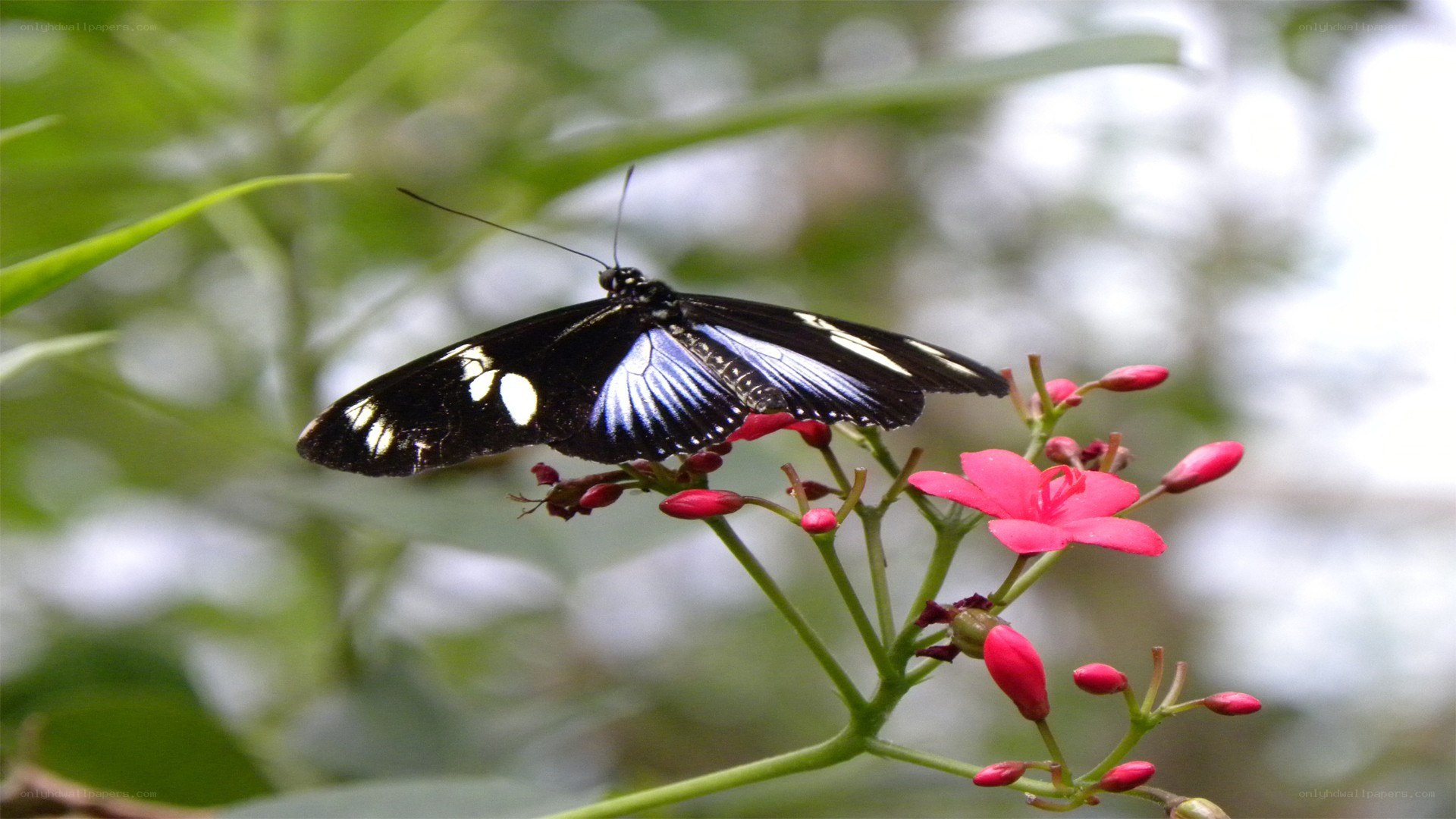 butterfly on pink flower