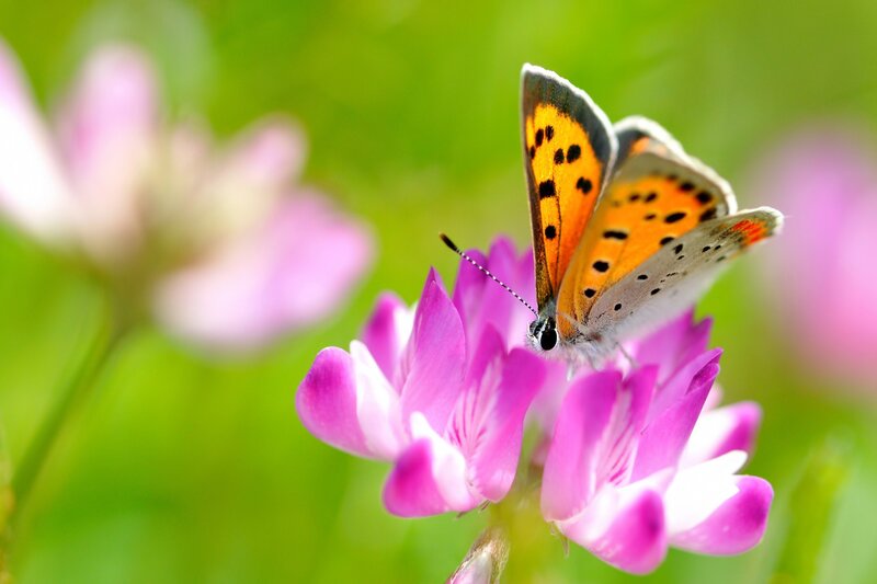 Butterfly on pink flower