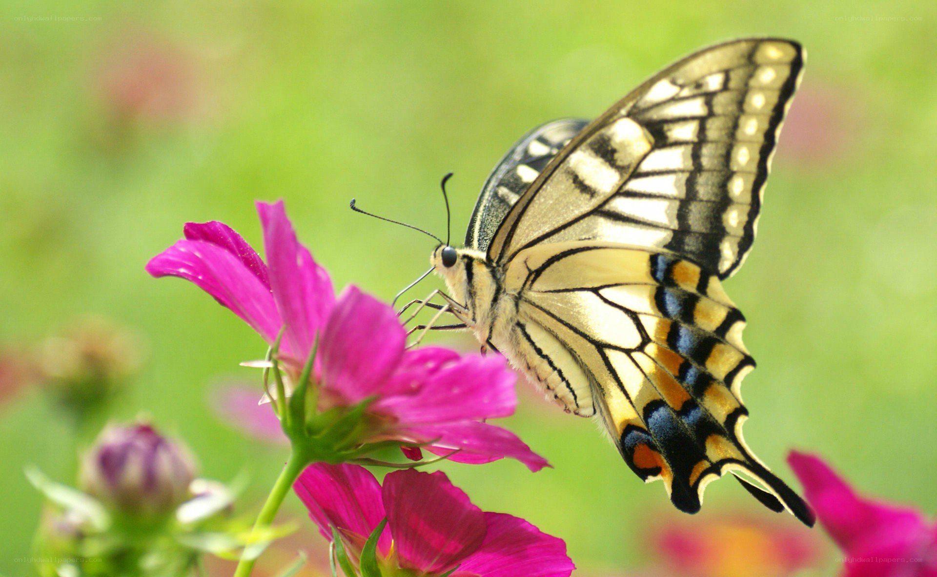 butterfly on pink flower
