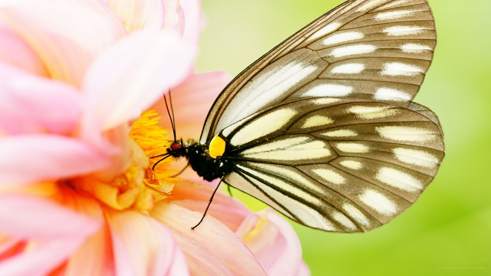 Butterfly on pink flower