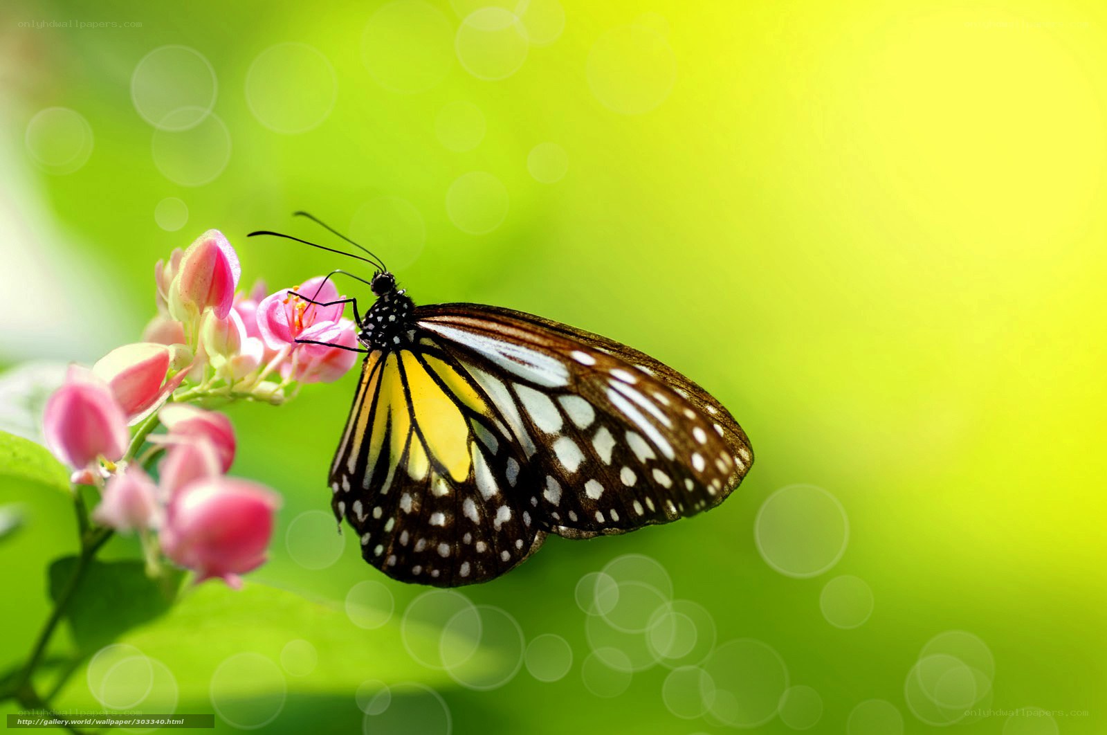 Butterfly on pink flower