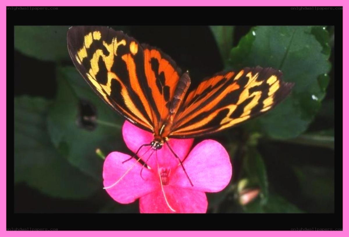 butterfly on pink flower