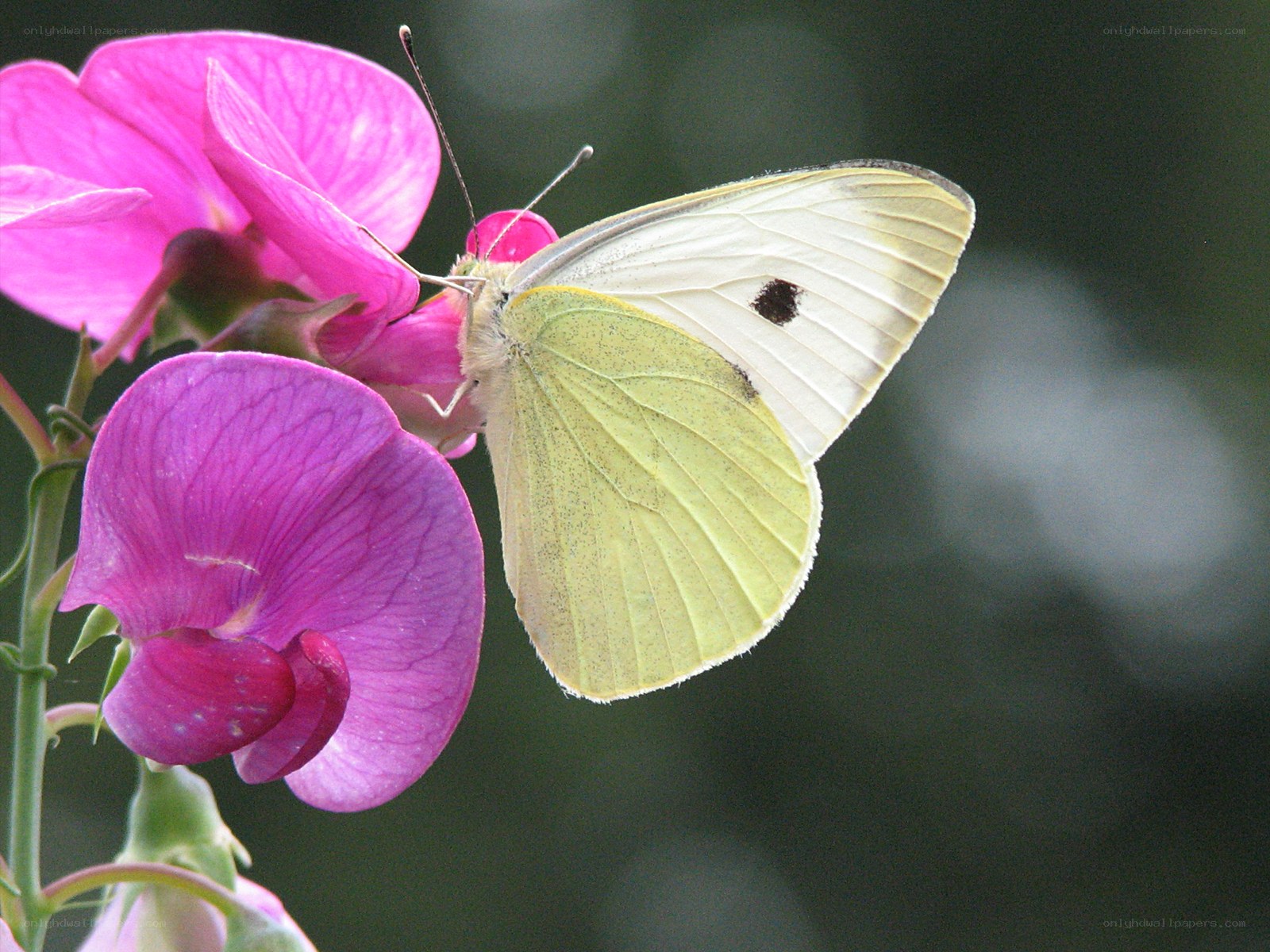 butterfly on pink flower